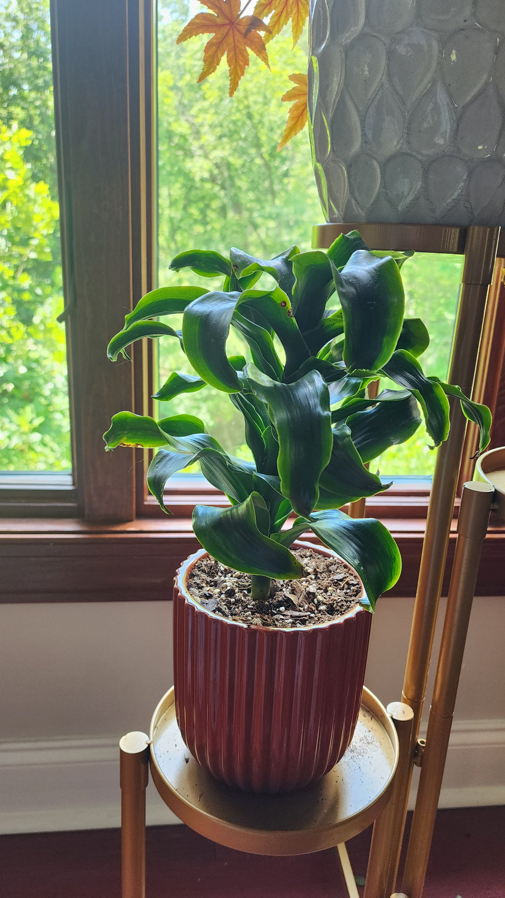 Dracaena 'Tornado'
