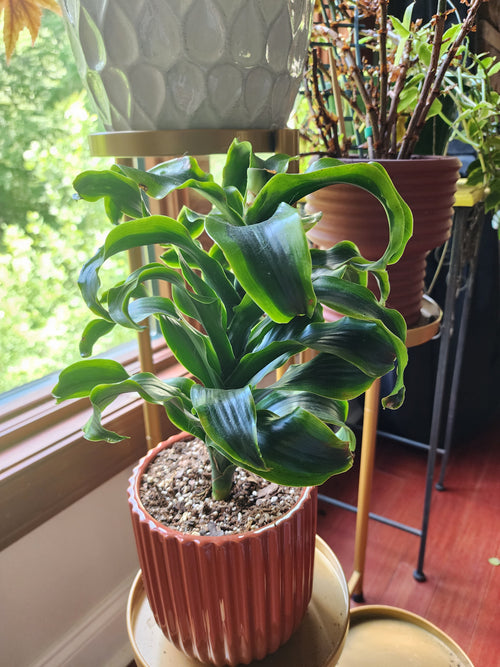 Dracaena 'Tornado'