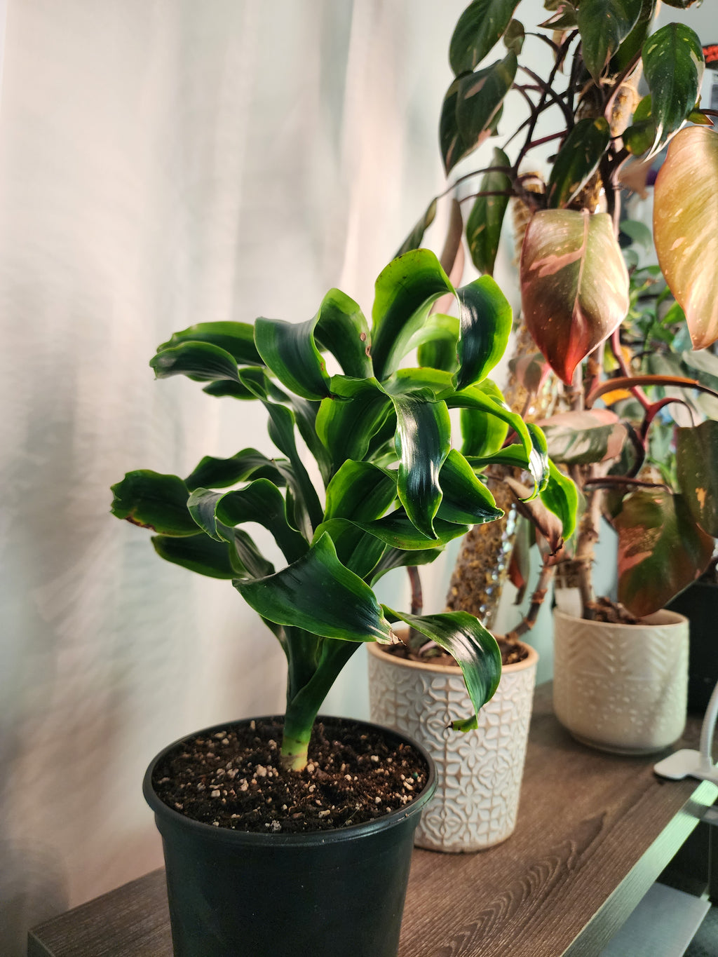 Dracaena 'Tornado'