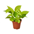 Pothos Neon