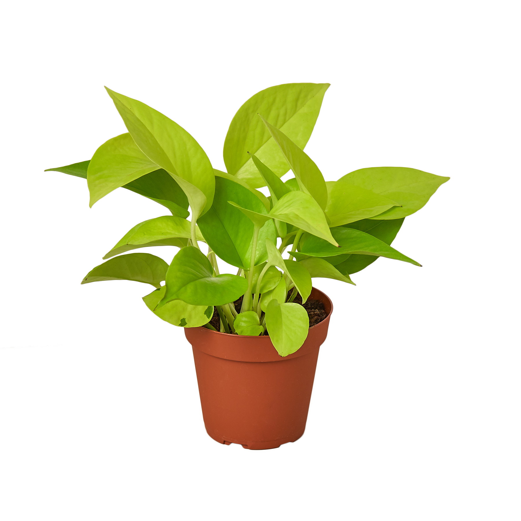 Pothos Neon