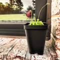 Spoon-leaved Sundew (Drosera Spatulata) Carnivorous Plant (Plant Only)