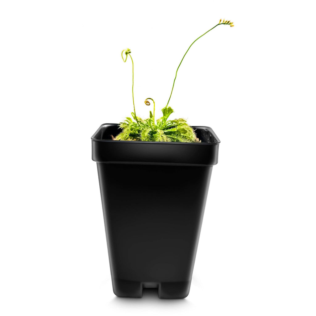 Spoon-leaved Sundew (Drosera Spatulata) Carnivorous Plant (Plant Only)