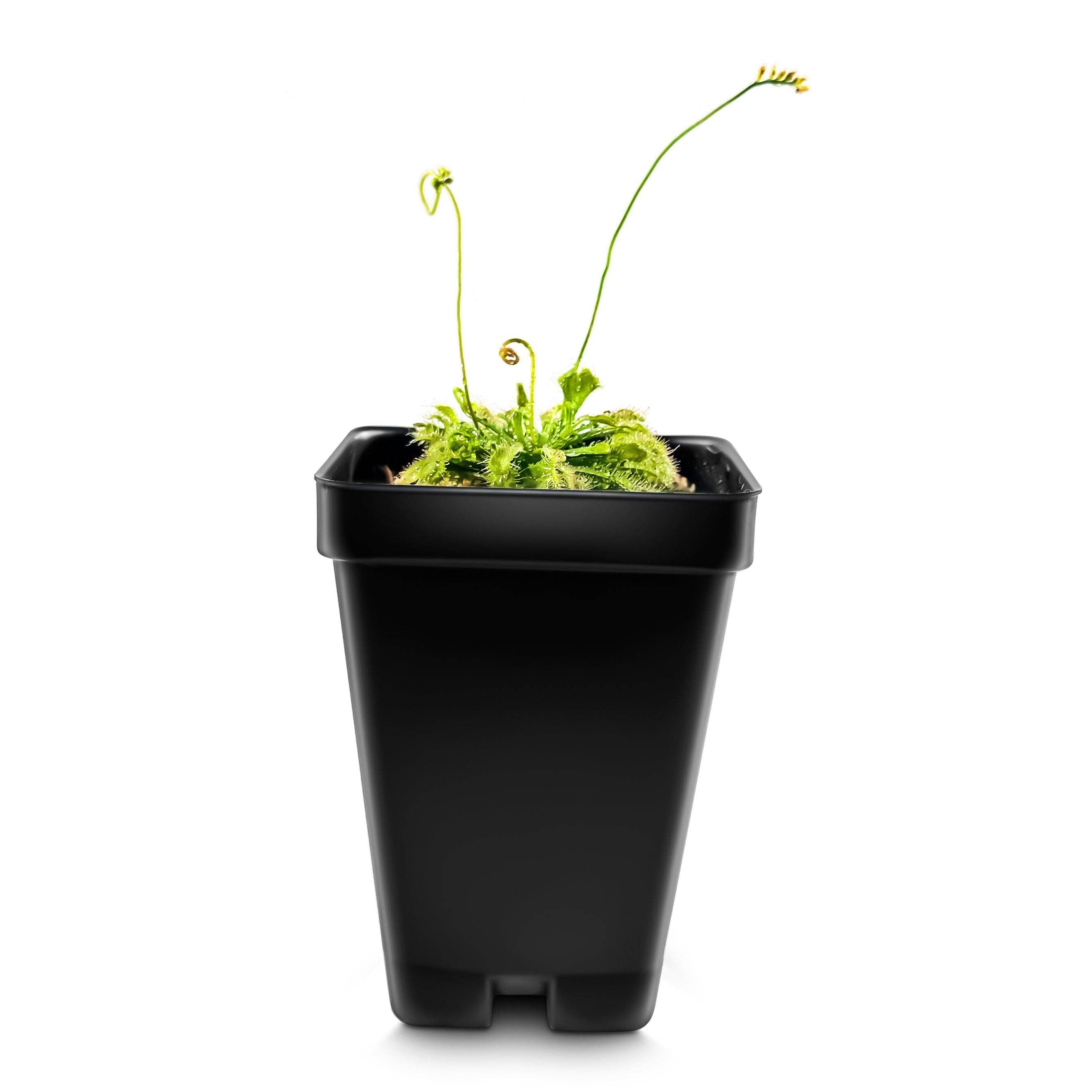 Spoon-leaved Sundew (Drosera Spatulata) Carnivorous Plant (Plant Only)
