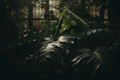 Plantaholic Gift Card